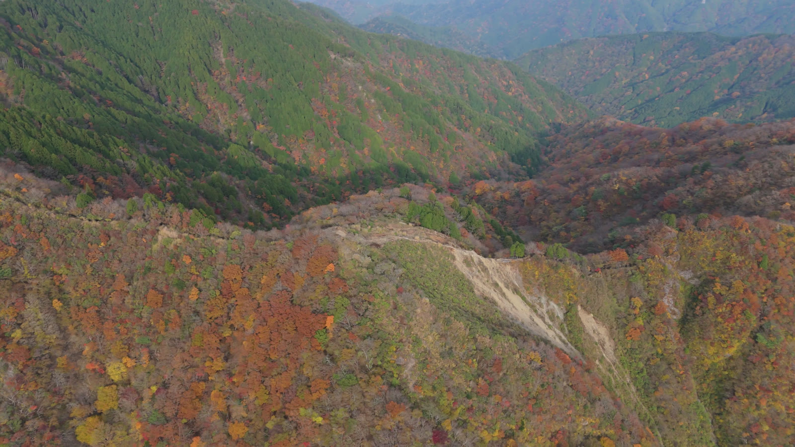 空撮｜紅葉の斜面へ降りていく（丹沢）