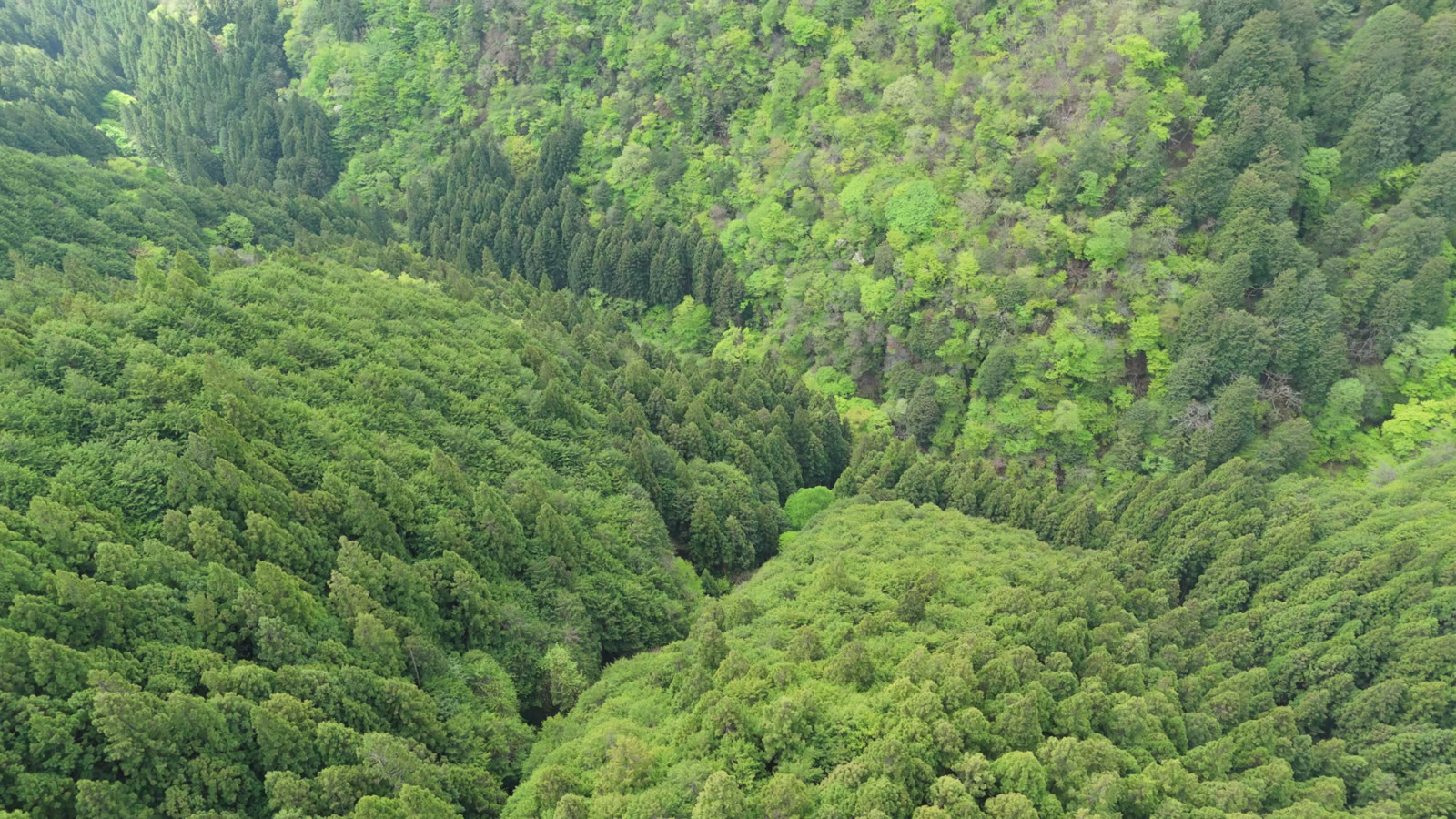 空撮｜杉と新緑の谷を渡る（御岳山）