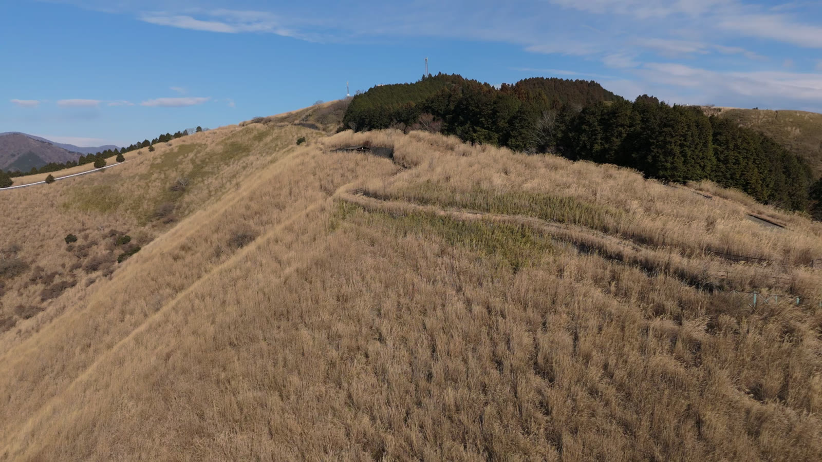 空撮｜金色のススキ原の一本道（大野山）